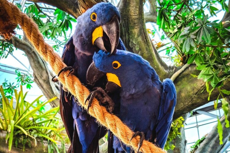 Why is the Spix's Macaw endangered? [ only 93 left ] Jaborejob