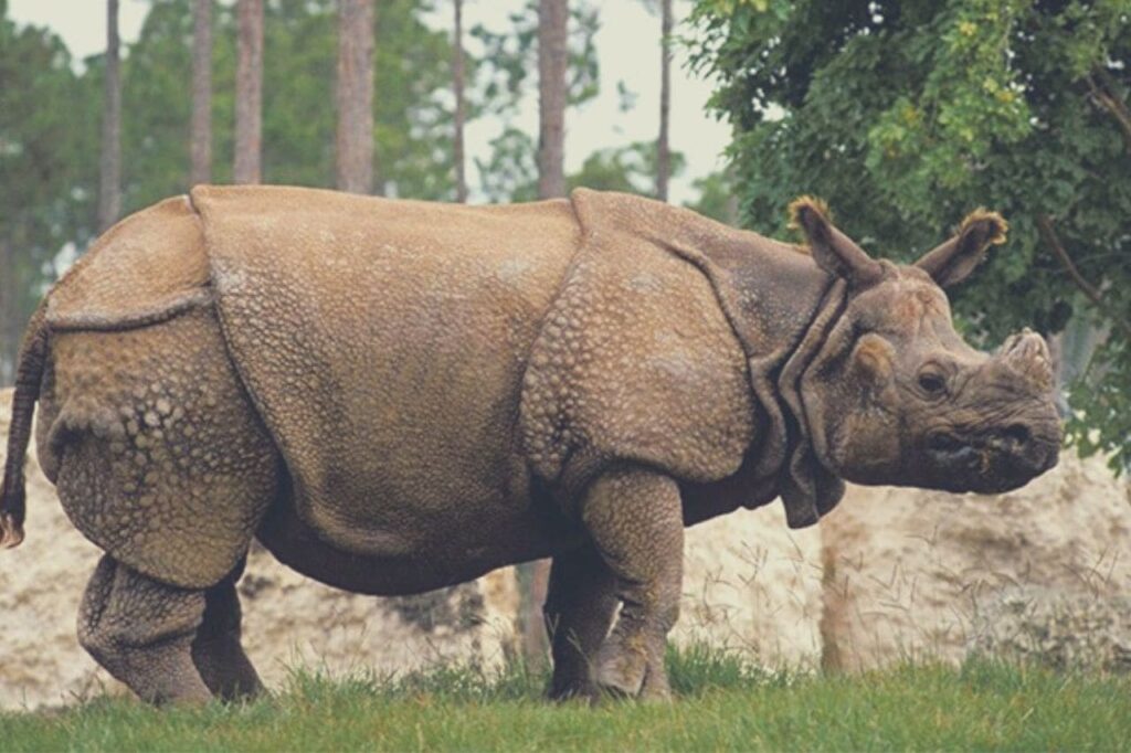 Why Javan Rhinoceros Joins Endangered Species list? [ only 72 left ]