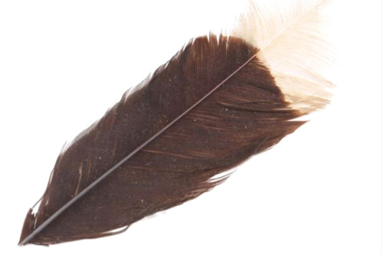 Feather of Huia Bird, List, Top 10, Expensive Things, Top 10 Expensive Things in the World