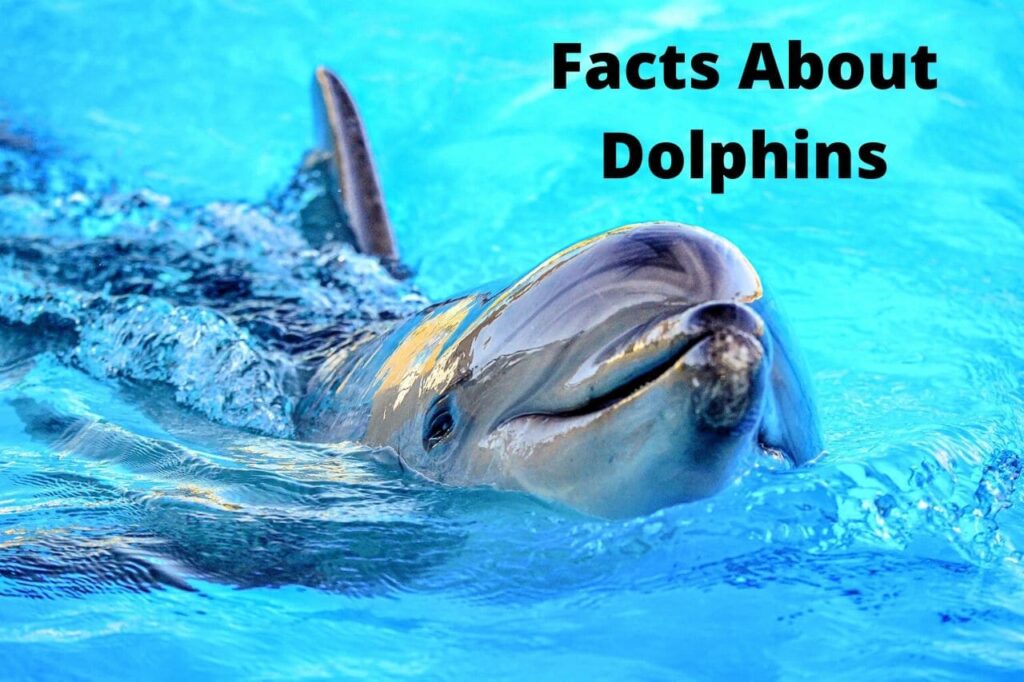 What are the Facts about the most Intelligent Mammal - Dolphins?