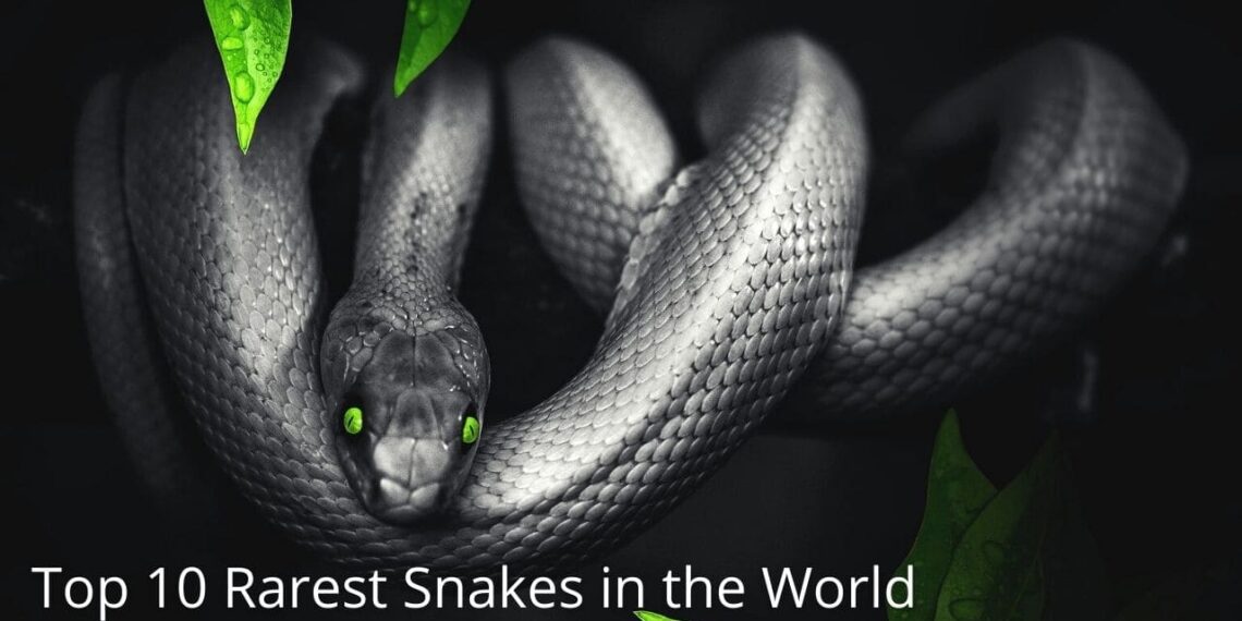 Unbelievable Top 10 Rarest Snakes In The World | Jaborejob