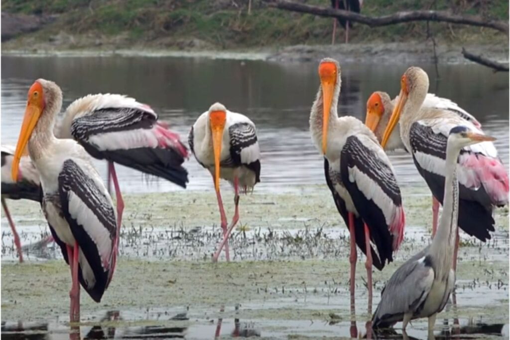 Bharatpur Bird Sanctuary, Rajasthan