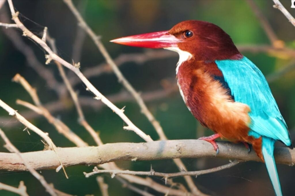 Sultanpur Bird Sanctuary, Haryana
